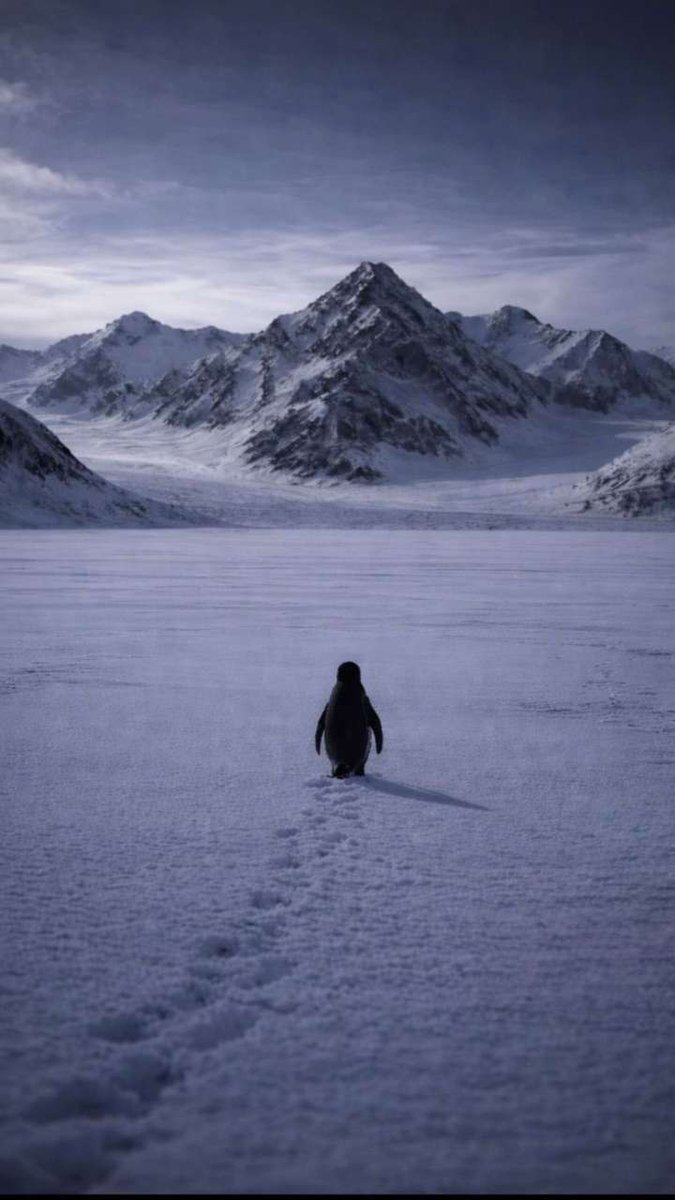 adranx76's tweet photo. 🐧 https://t.co/DyiQageul6