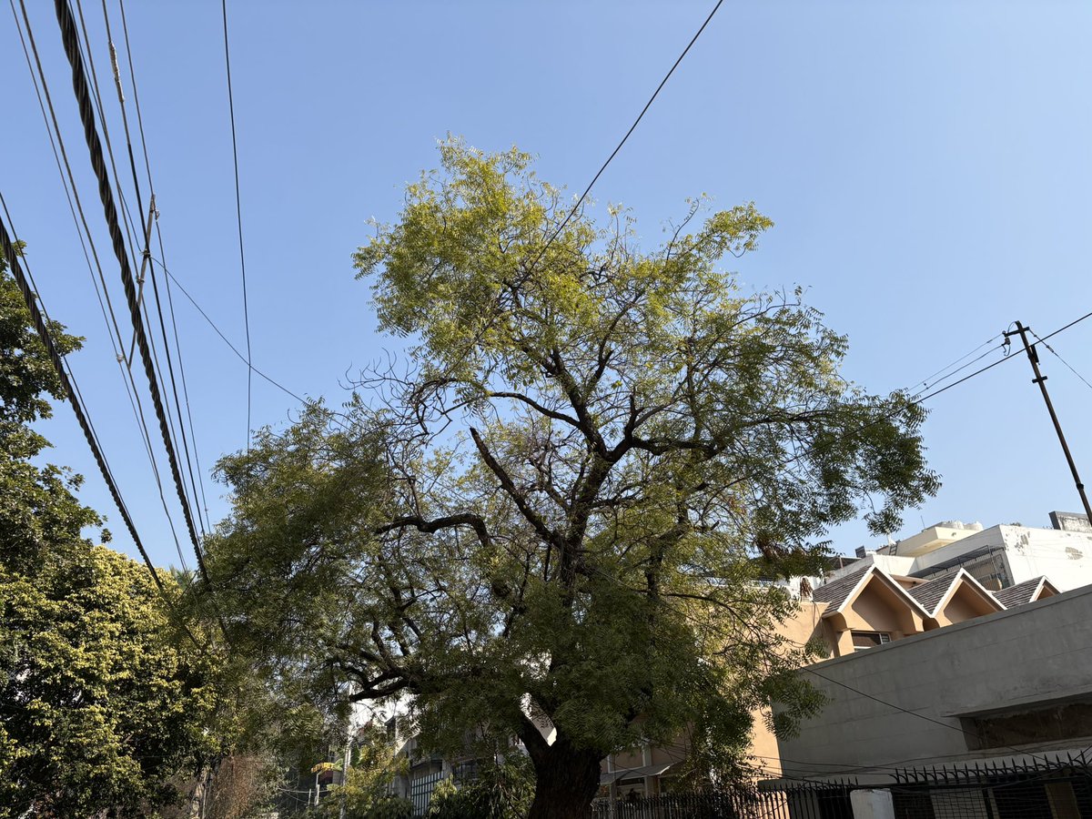 Lavendermist15's tweet image. #February skies are special…🩵 

#blueskies #delhiskies