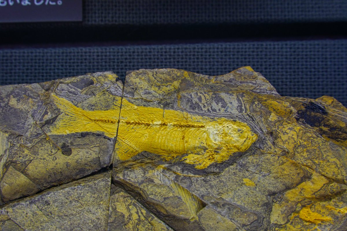 魚の化石といえば個人的には北九州のいのちのたび博物館。恐竜の展示が