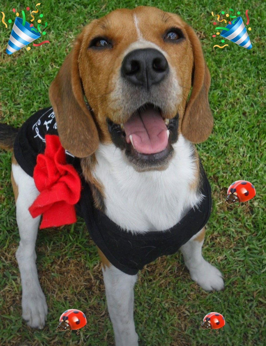 Pruny_thebeagle's tweet photo. Happy 11th anniversary to the #BeaglebugClub ๐๐๐๐. https://t.co/3wdjoUSrMT