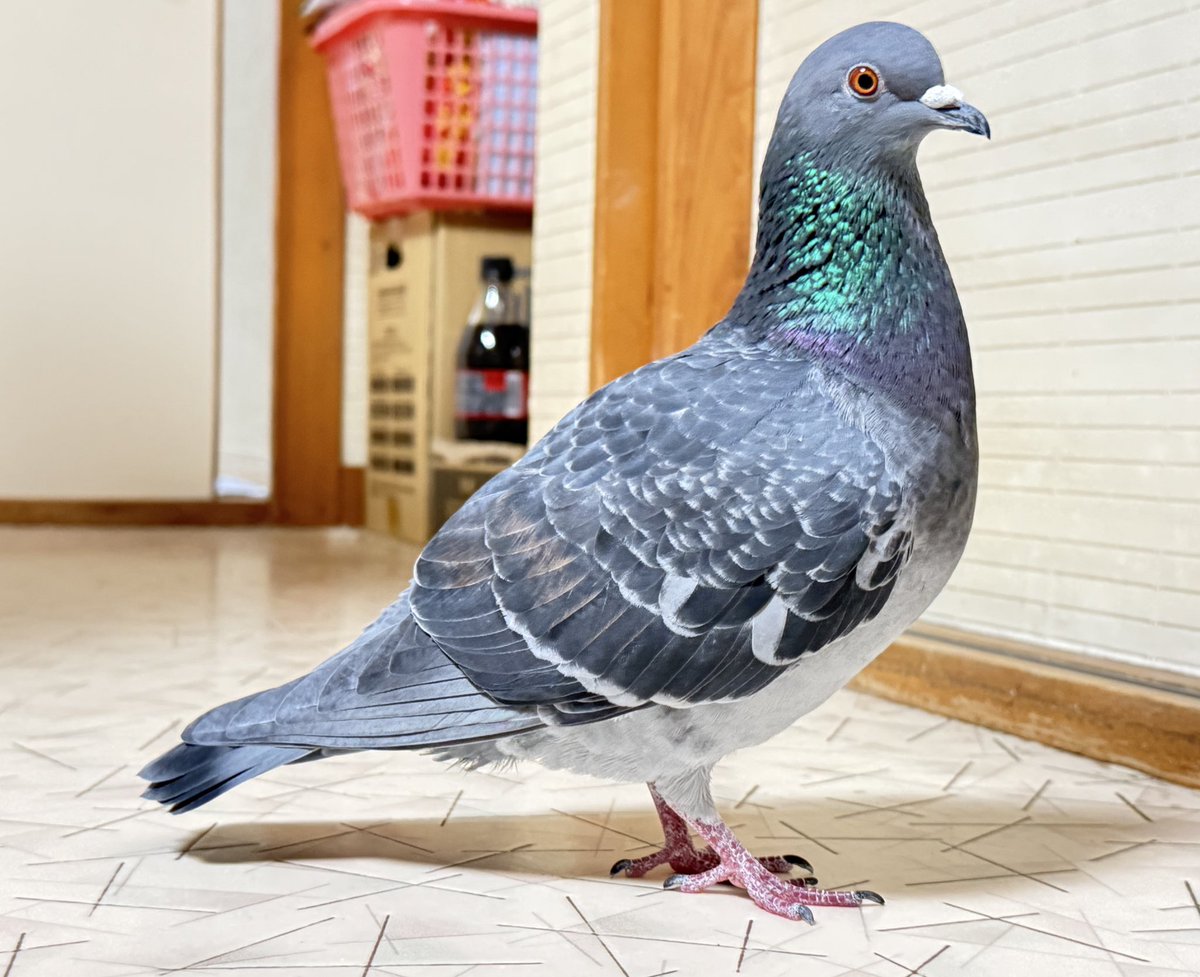 可愛いはと子🥰