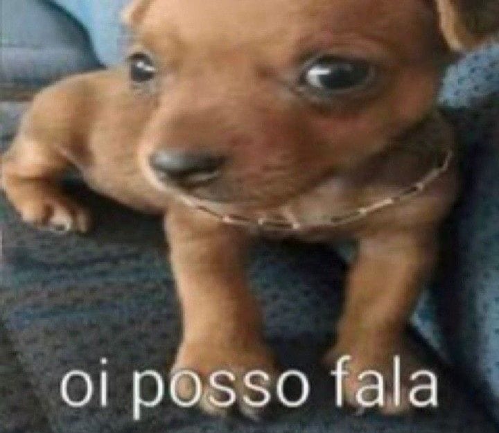 Golden Retriever Cozinheiro🐶🔥🧅🧄🥘🥖 tweet media