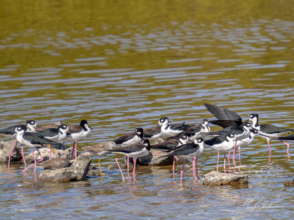 DiveArtist's tweet photo. A bunch of Black-necked Stilts with what looks like a Lesser Yellowlegs hanging out with them. Taken on Bonaire last week.
#blackneckedstilt #lesseryellowlegs #lifer #birdcpp https://t.co/J2AK34LcMI