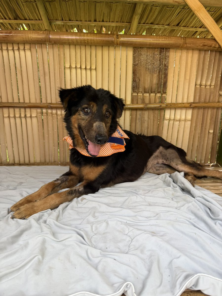 I used to be an alcoholic and it makes you the most selfish person. For 25 years I just thought about the next drink or how to escape on my own to self sabotage. 

I sat today with the 6 old dogs in the retirement home. Some have fallen off bridges. One is blind. Atlas had a huge