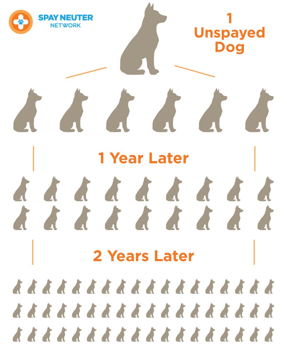 🔗 Give today to help stop the cycle: spayneuternet.org/world-spay-day/ 

Your support prevents unwanted litters and keeps pets healthy! 🐶❤️