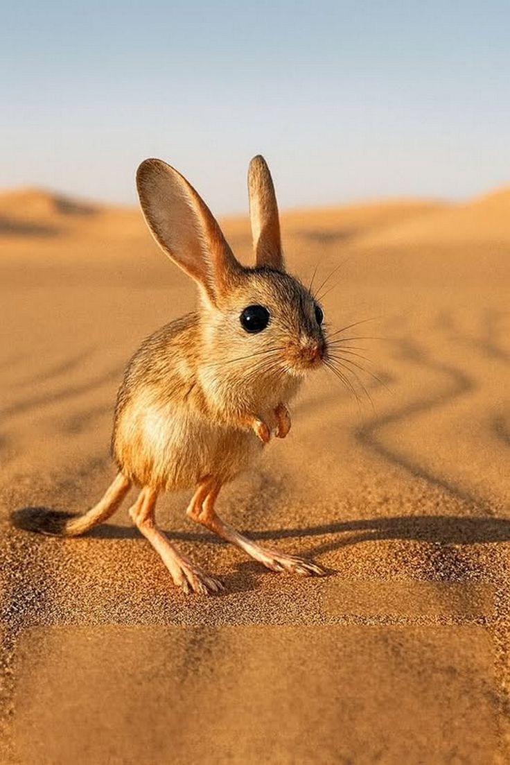 zacIoT's tweet photo. Luganda: Akayozi
English: Jerboa https://t.co/mUvt1IFltt