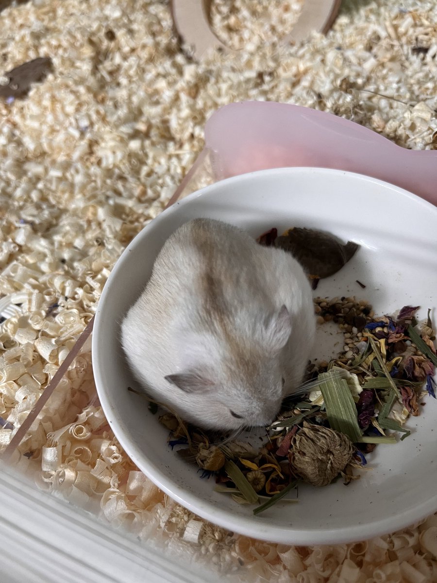 쥐 모양이 너무 웃기다