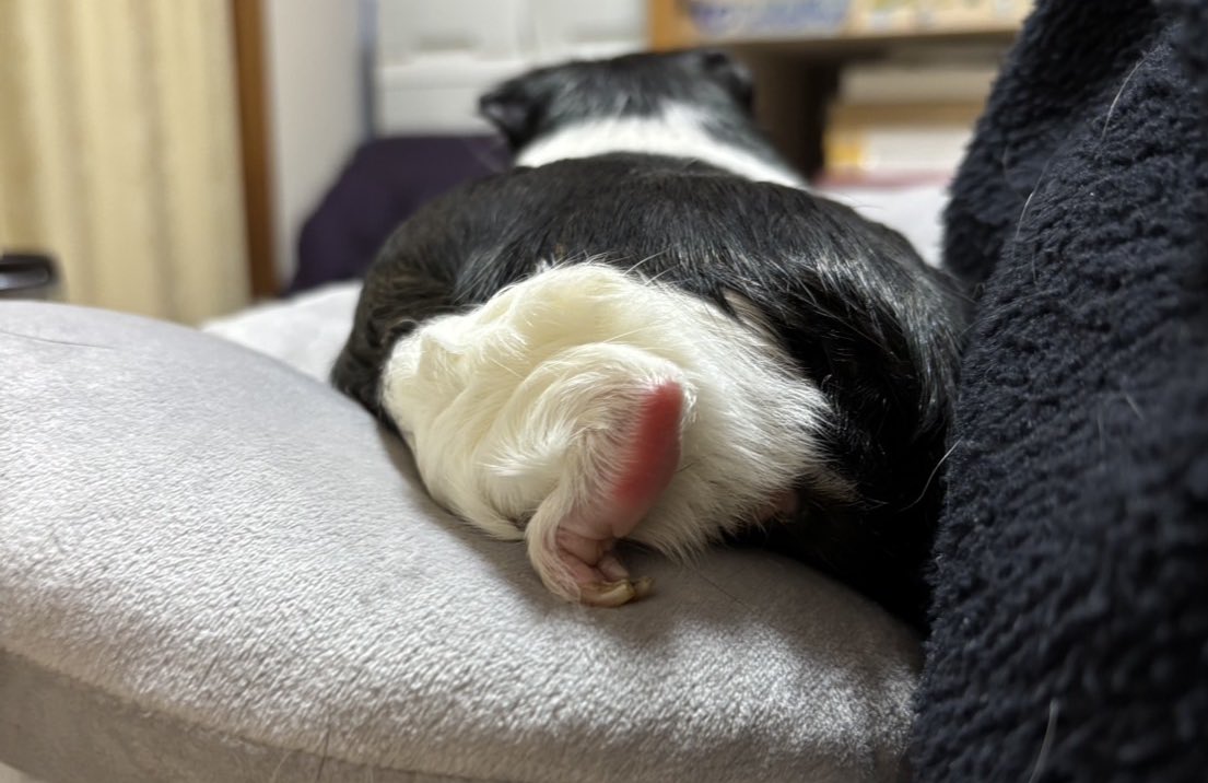 morupanda's tweet image. 体をふきふきしたら、
こんなにリラックスしてくれてます💕

5年弱でようやく辿り着いた😭
飼い主感無量✨