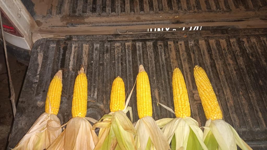 luishi_10 tweet media