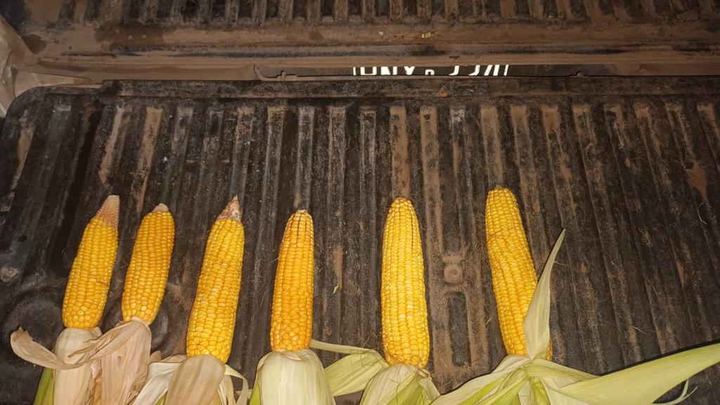 luishi_10 tweet media