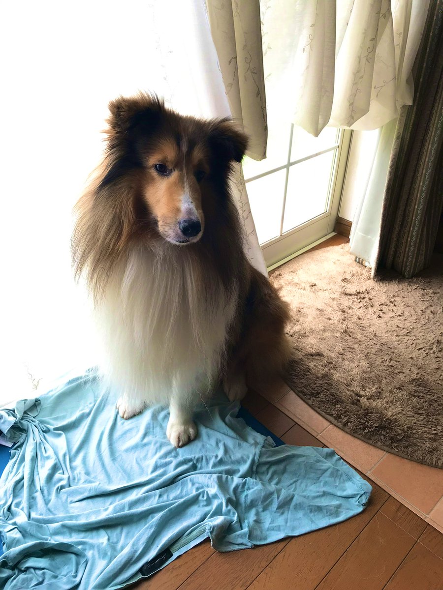 sheltie_gn's tweet photo. ✨

#シェルティ
#sheltie
#シェットランドシープドッグ https://t.co/uXRJ1tNB58