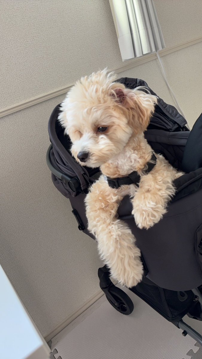 i_fwap's tweet photo. 耳めくれてるよ🐶
久しぶりの愛犬投稿！可愛すぎるよきみ https://t.co/gbRe2Gex3O