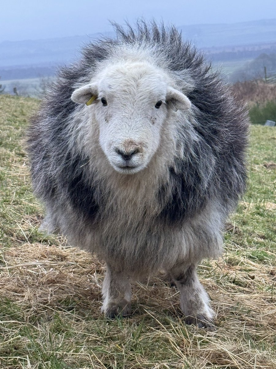 It’s a pretty hair raising day today… with strong winds battering us all 😳

As Billy Connolly would have said… Keswick here is rather windswept and interesting 😂

#arnbegfarmstayscotland #windsweptandinteresting