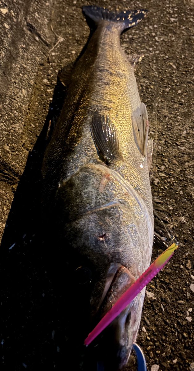 BETTYfishing's tweet photo. 8年ほど前を最後に開催されていない、
毎年開催水面花火大会、行けば連日つ抜けバチパーティー
は日本昔ばなしになってしまったようです

最近の地元はシビアにシビアに2〜3本取るバチしか無い https://t.co/vK70wK35HK
