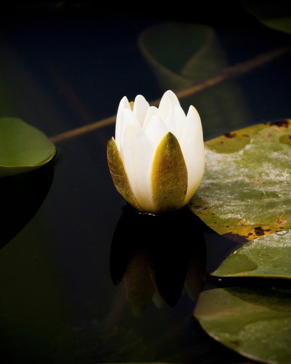 🌸 Beyaz Nilüfer (Nymphaea alba)

Kuzey ılıman kuşakta, sığ ve yavaş akan sularda yayılış gösteren su bitkisi türlerinden biridir.💧

Mayıs–Eylül ayları arasında çiçek açan türün, kalp şeklindeki büyük yaprakları su yüzeyinde yüzer. 🌿

Bu yapraklar, kurbağalar başta olmak üzere