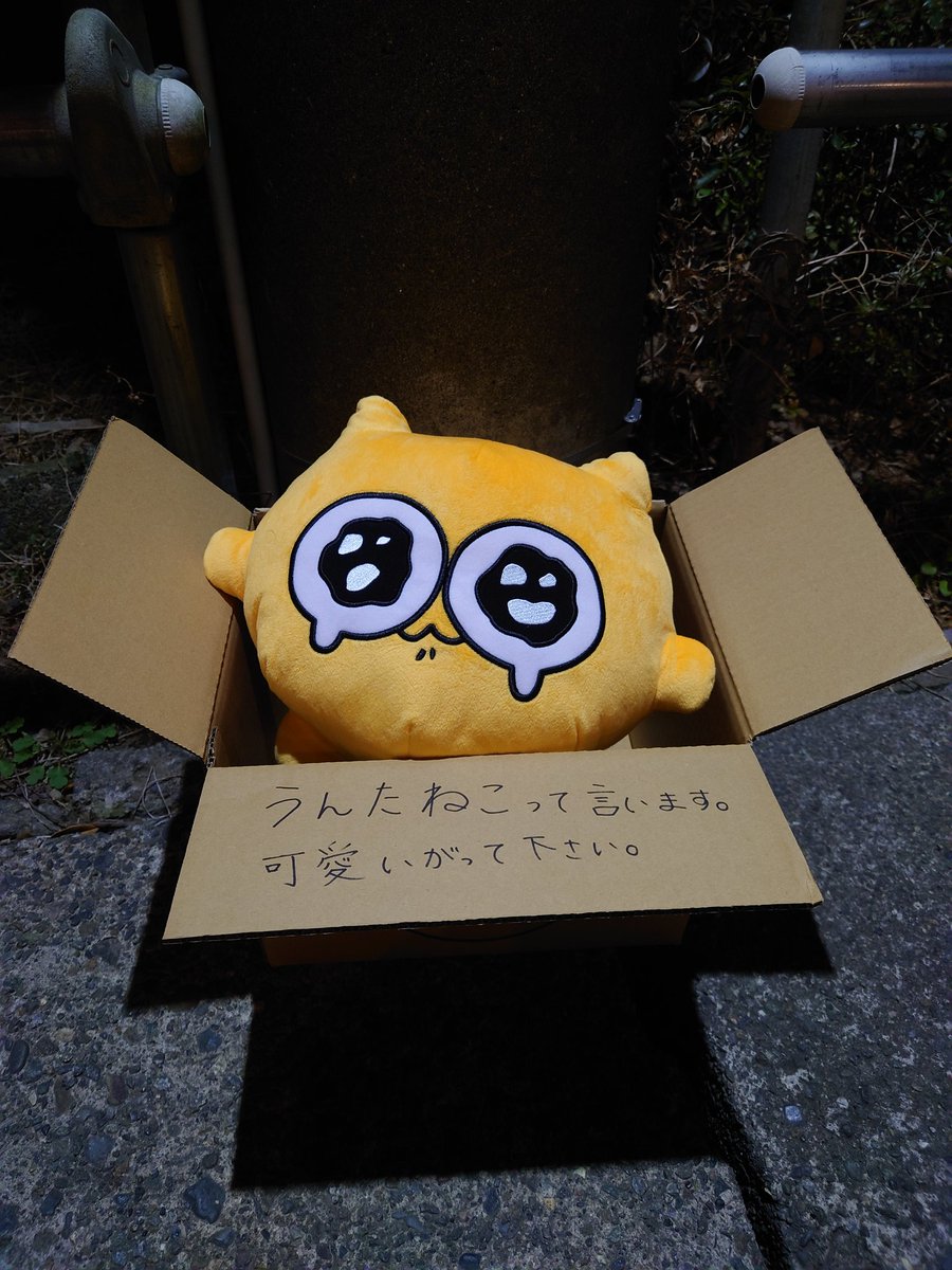 01pt06's tweet photo. うんたねこって言います。
可愛がって下さい。

#うんた
#うんたねこ https://t.co/pYFO4CbtEP