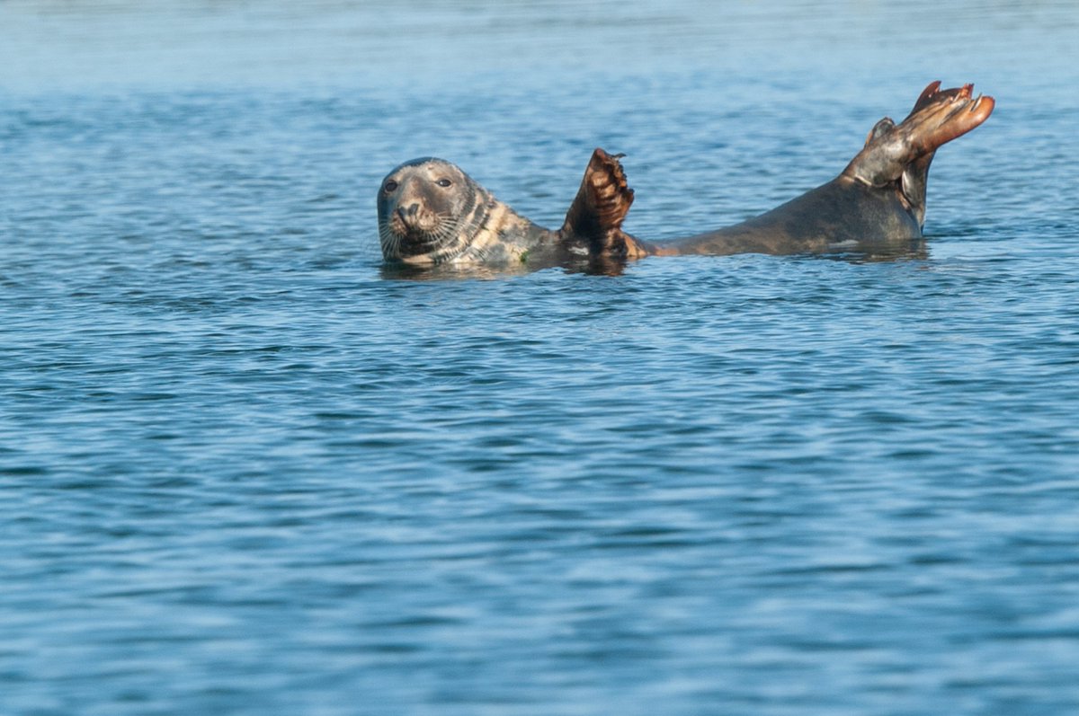 Seals, birds and #wildlife in the salt marshes of the #BeaulieuRiver make it the ideal setting to escape from it all.

Wake up to our #naturalhaven in 2026! 

Contact 01590 616200, harbour.office@beaulieu.co.uk or beaulieuriver.co.uk

#Solent #Sailing #Boating #Mooring