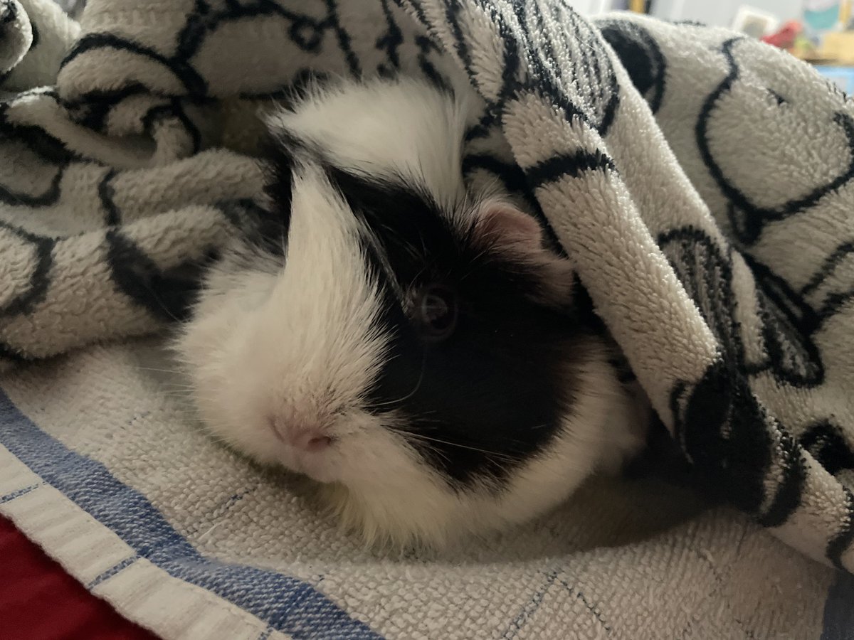 flaychive's tweet photo. The first thing Macchiato does to me when I bring her over for some comfort is pee on me. 💀 https://t.co/PntjQE3i1C