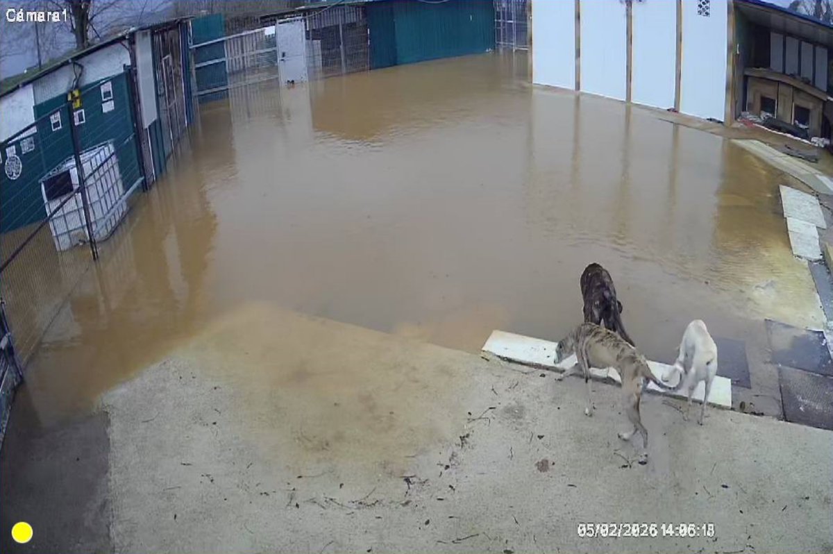 SOS Abuelos tweet media