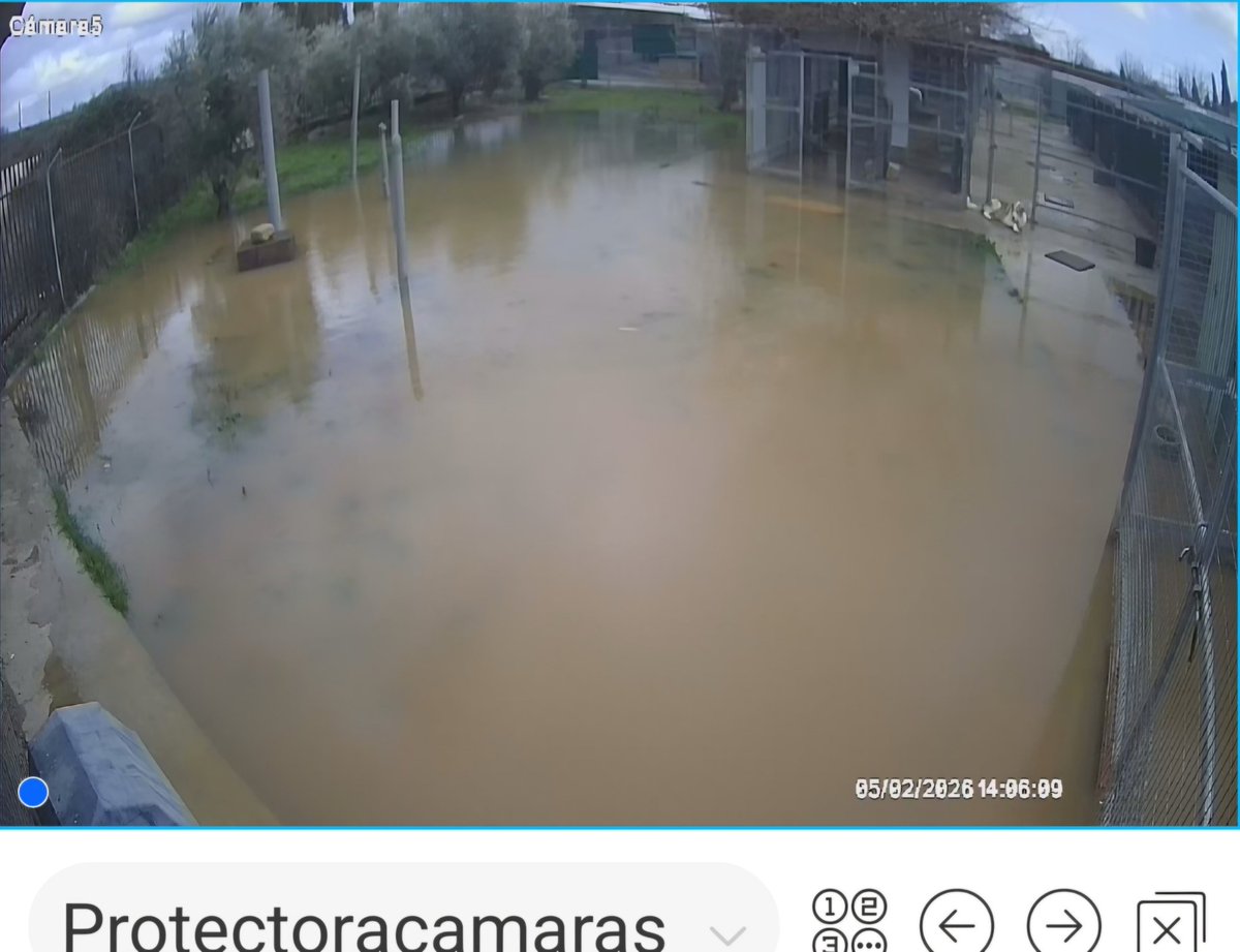 SOS Abuelos tweet media