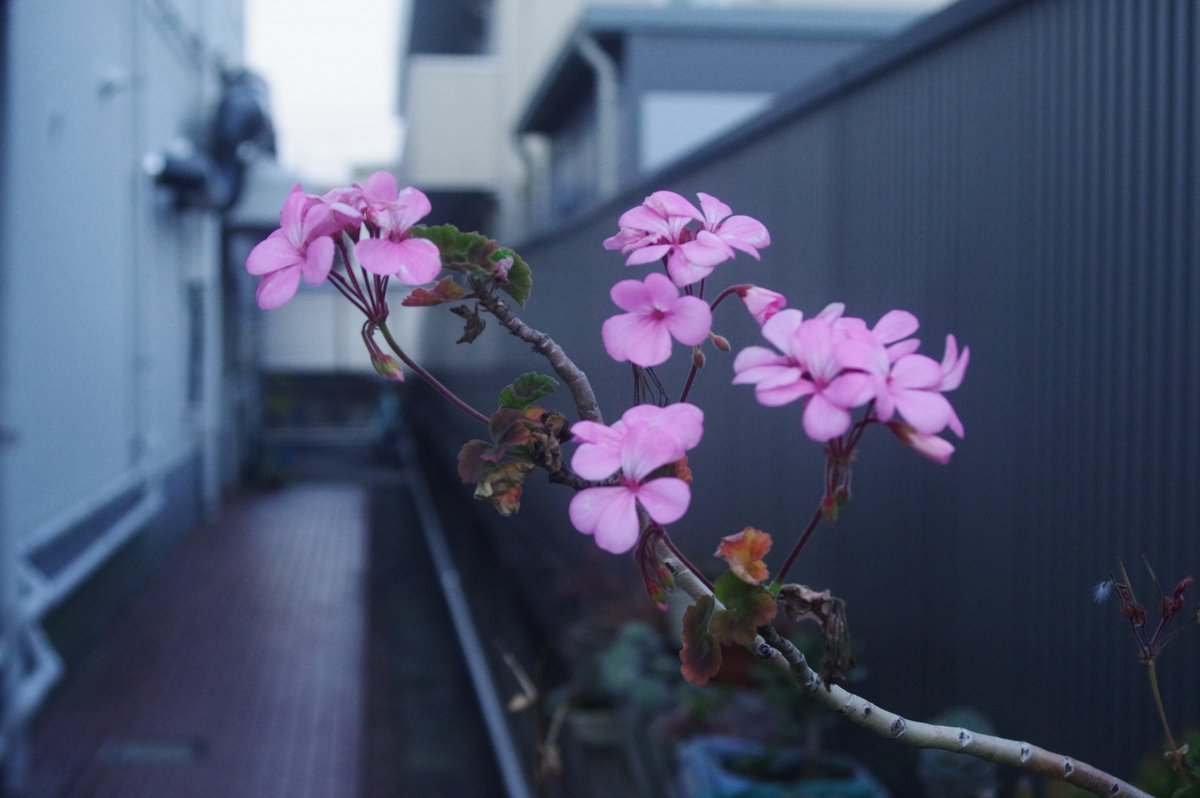 tikutaku's tweet image. #TLを花でいっぱいにしよう
#pentax #pentaxkp #オールドレンズ　タムロン177D