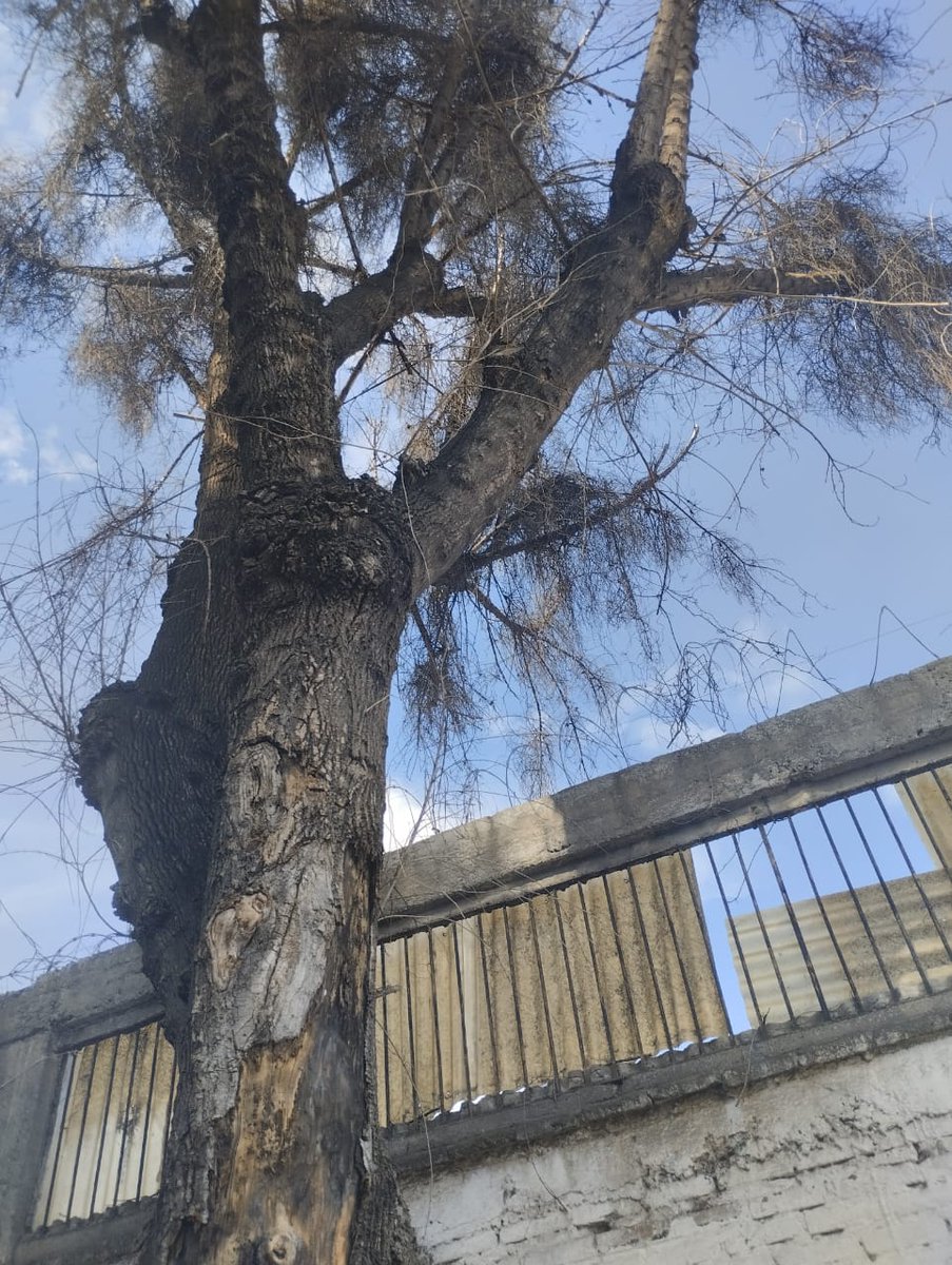 Ruben Rebollo tweet media