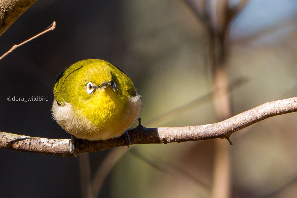 α7Vでの写真現像が漸く出来たのでお試し公開😊 やっぱ鳥瞳AFあると良い