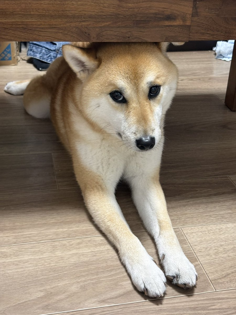 仲良し柴犬♡フライパン 机の下が好き #柴犬