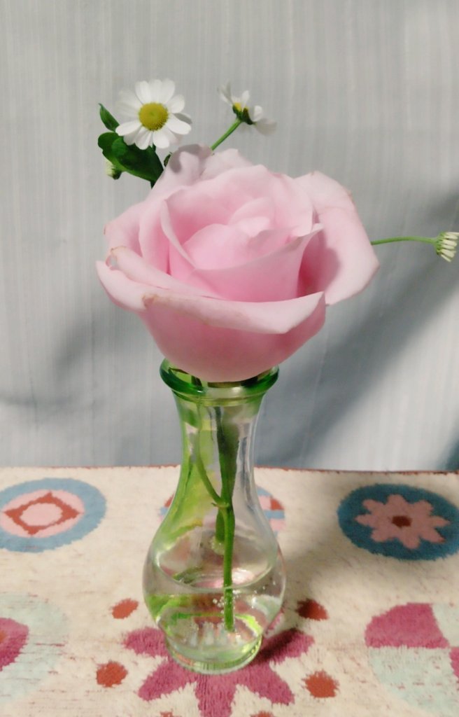 本日の切り花は、ピンクのバラとマトリカリアです