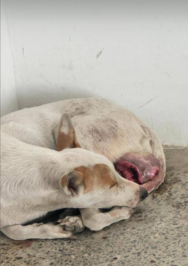 A64029345's tweet photo. Estába en la UNERG la universidad, San Juan de los morros Guarico en el área de medicina 
se le daba comidita Pero necesita atención veterinaria  ayudar de verdad se agradece cualquier cosa pueden escribir a este número 04143151846 Gracias a la gente buena https://t.co/OU4RSCVwfU