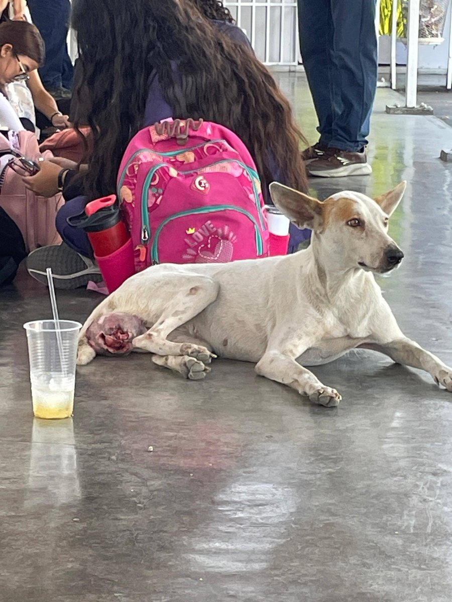 A64029345's tweet photo. Estába en la UNERG la universidad, San Juan de los morros Guarico en el área de medicina 
se le daba comidita Pero necesita atención veterinaria  ayudar de verdad se agradece cualquier cosa pueden escribir a este número 04143151846 Gracias a la gente buena https://t.co/OU4RSCVwfU