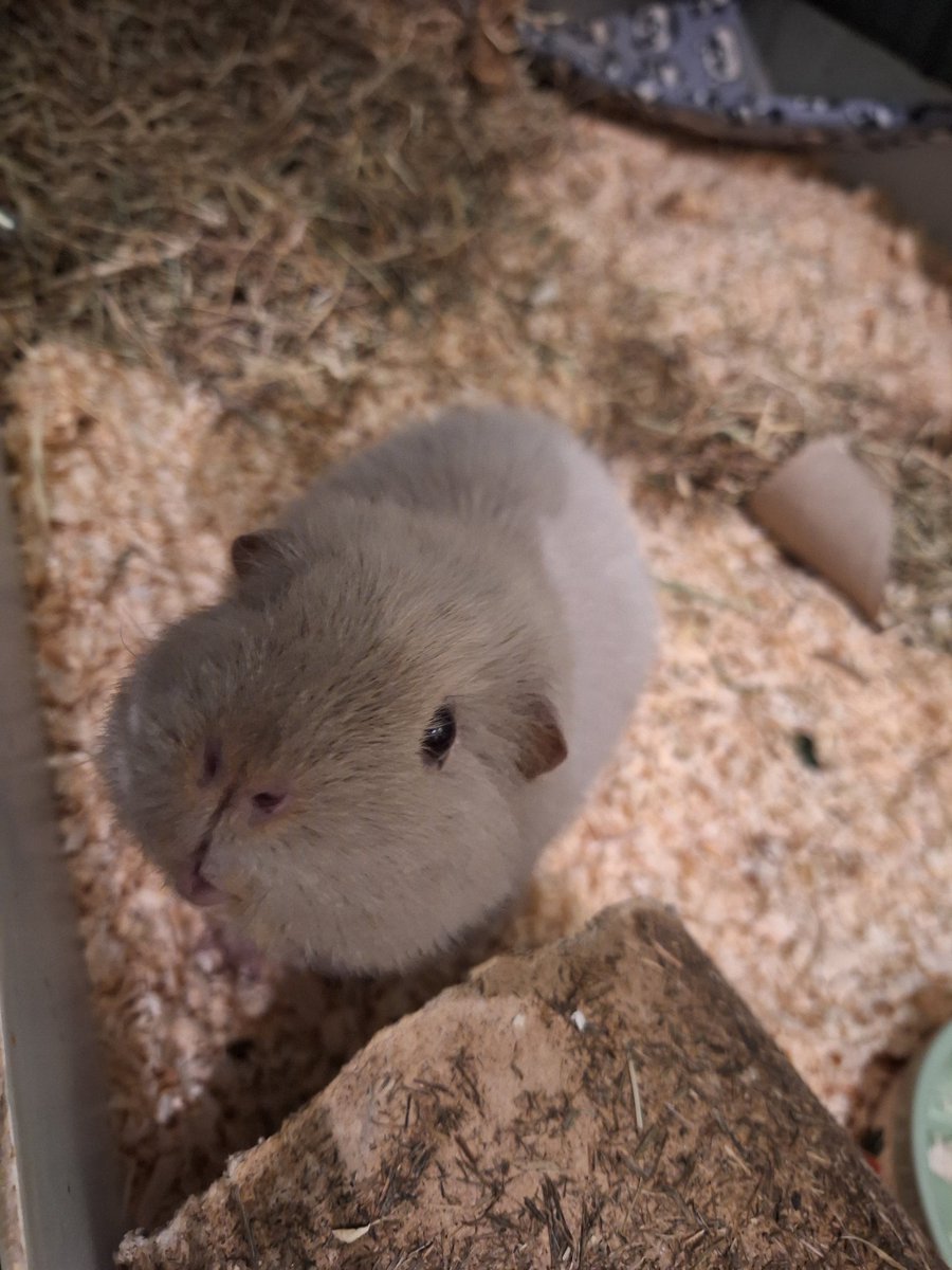 Our guinea pig was born under Theresa May and has seen 5 prime ministers in her lifetime. Will she live to see a 6th?