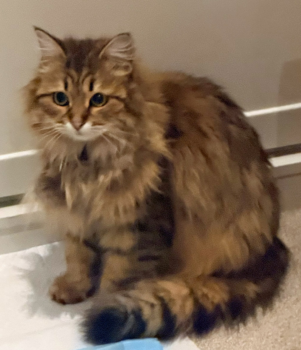 Cat Call tweet media