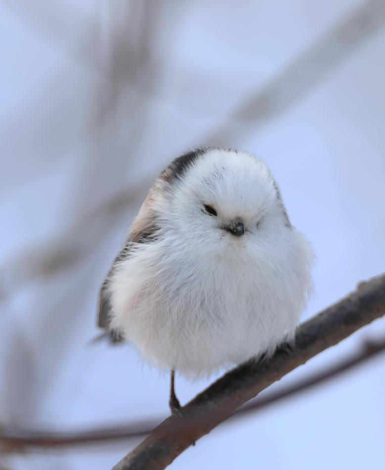 北海道で"眠れる森の美女”が撮れたよ（-▴-）