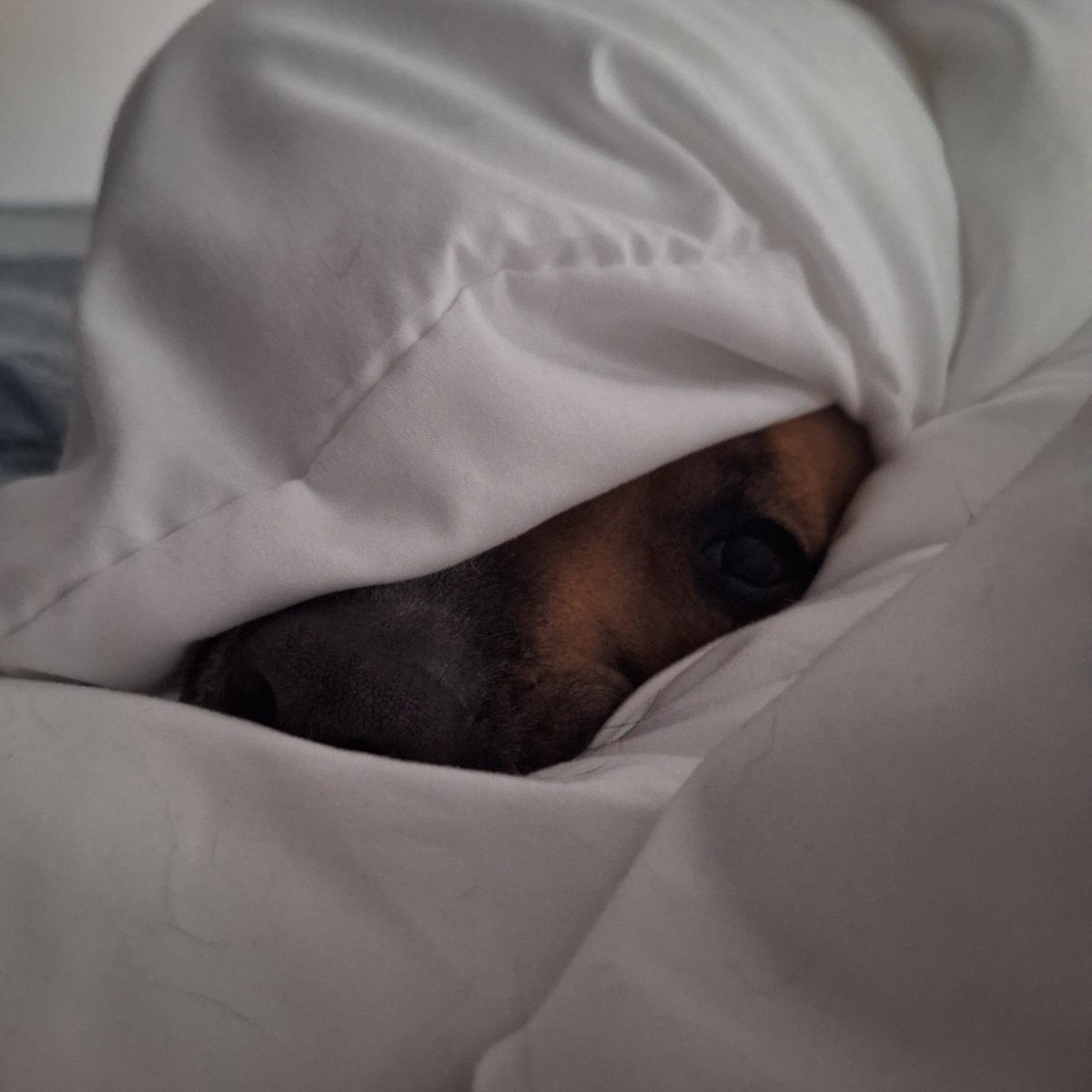 lolabeagle5's tweet image. It's still -20°C, not getting up
#Coldwater #dogsofx #beagles #potcakes