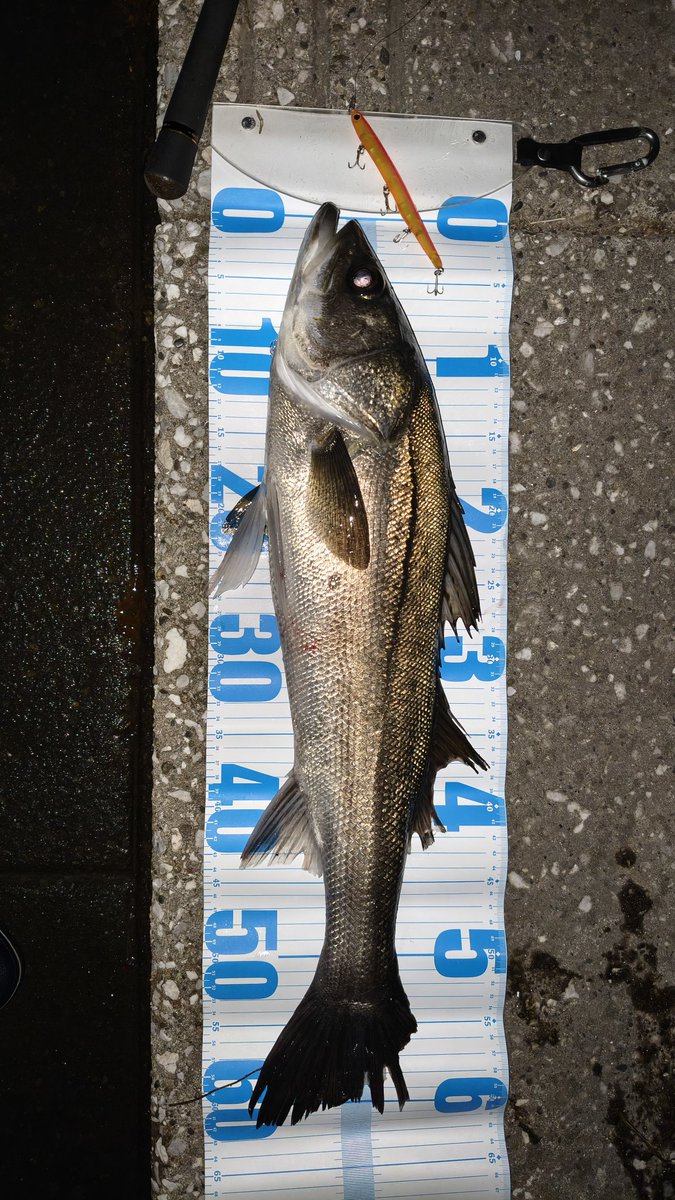 橘井茜@釣りする人 tweet media