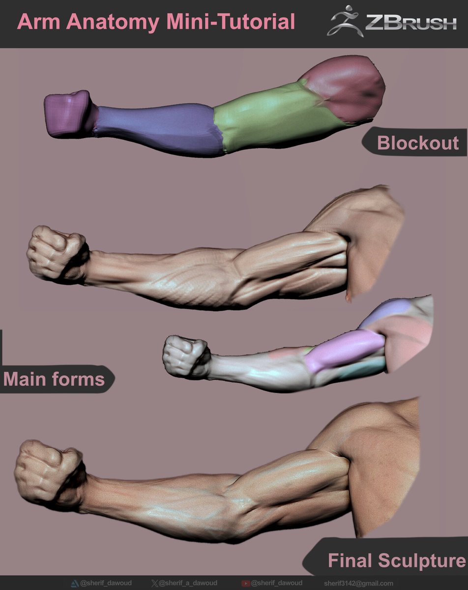 arm anatomy
