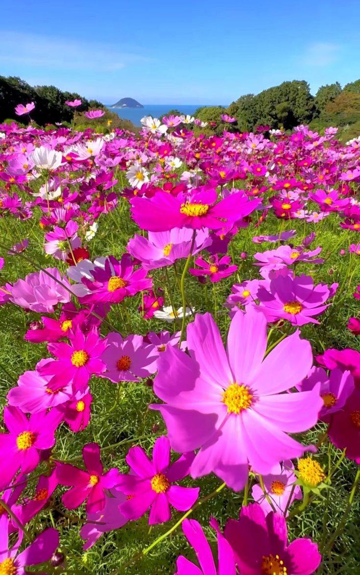 mireya starkenberg tweet media