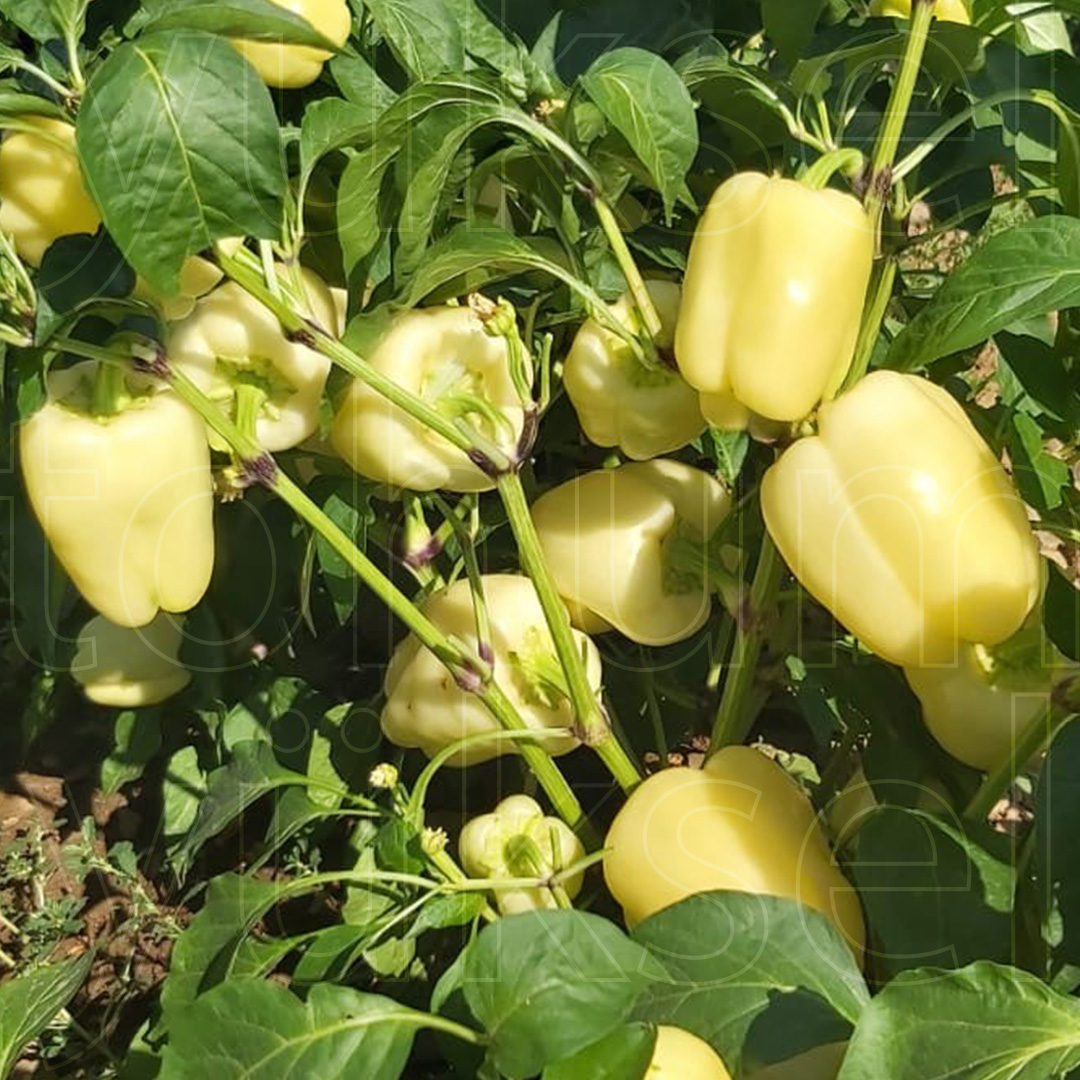 yukseltohum's tweet photo. ✨Tarlada Güç, Pazarda Kalite: Sarvan F1 

🌱 Bitki: Macar dolması, güçlü, boğum arası kısa, kompakt yapı ve yüksek verim.

🫑 Meyve: Tatlı, krem renkli, meyve eti orta kalınlıkta, kaliteli.

⏳ Yetiştirme Dönemi: Açık tarla 

🛡 Dayanımlar:
IR: TSWV https://t.co/1hH4fHGQ7l