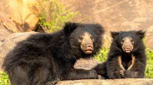 <a href="/fasc1nate/">Fascinating</a> Sloth bears aren't "slow", they charge at 20 mph.

Their 4-inch claws evolved to fight tigers, making them defensive powerhouses. 

Sadly, habitat loss causes frequent surprise encounters where they reflexively attack instead of fleeing.