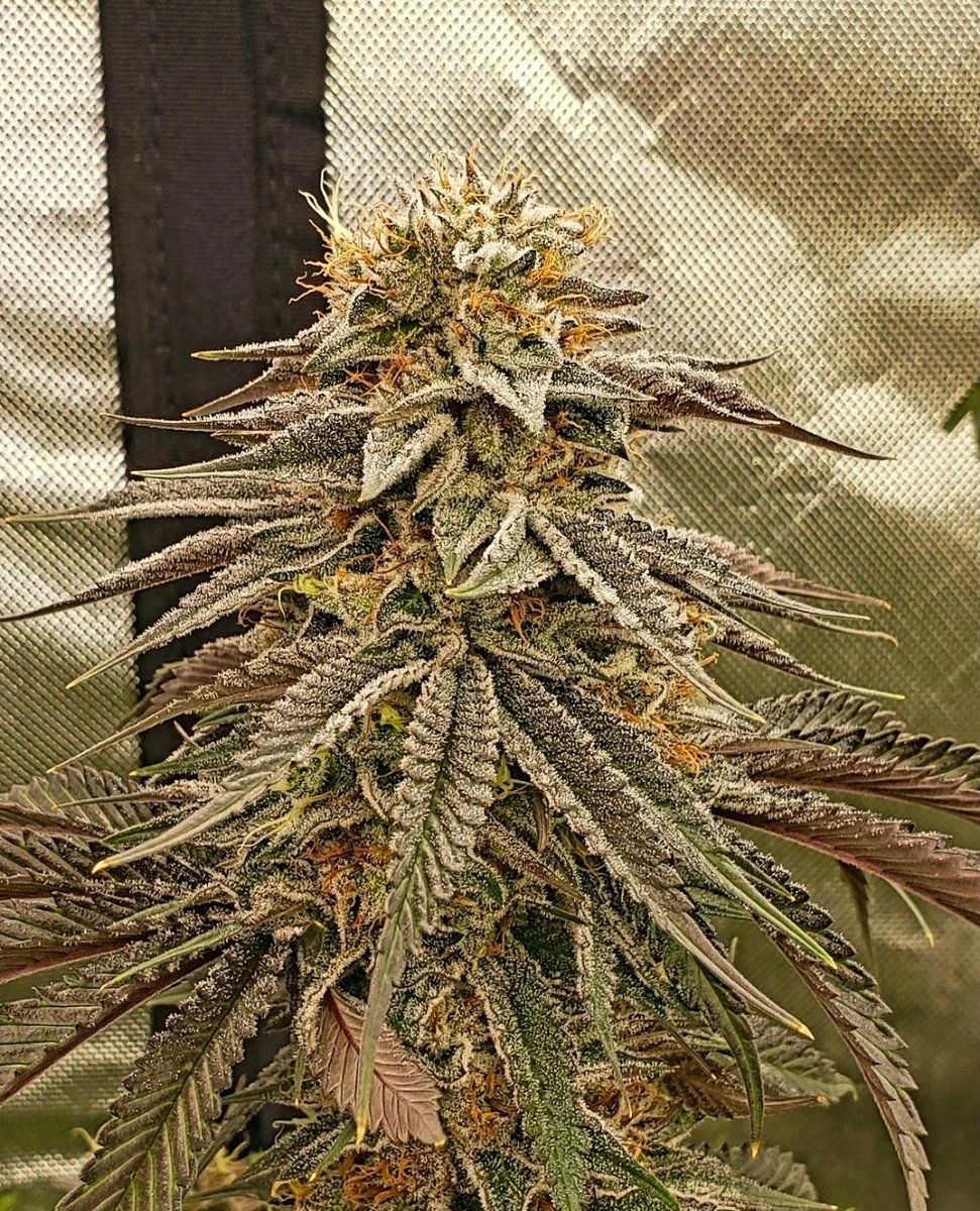 UprootCannabis's tweet photo. 📸 Blueberry Cookies 🍪 https://t.co/O3GnDsOljs