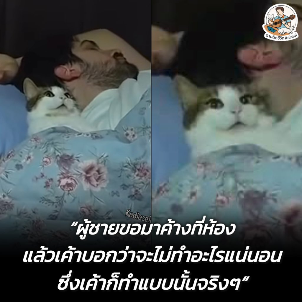 AnimalFW_TH's tweet image. เหลือจะเชื่อ 😳😳😳
อาณาจักรสัตว์โลก มีม&amp;amp;สาระ By ตามติดชีวิตAnimal
#หมา #แมว #ทาสแมว #อาณาจักรสัตว์โลก #ตามติดชีวิตAnimal