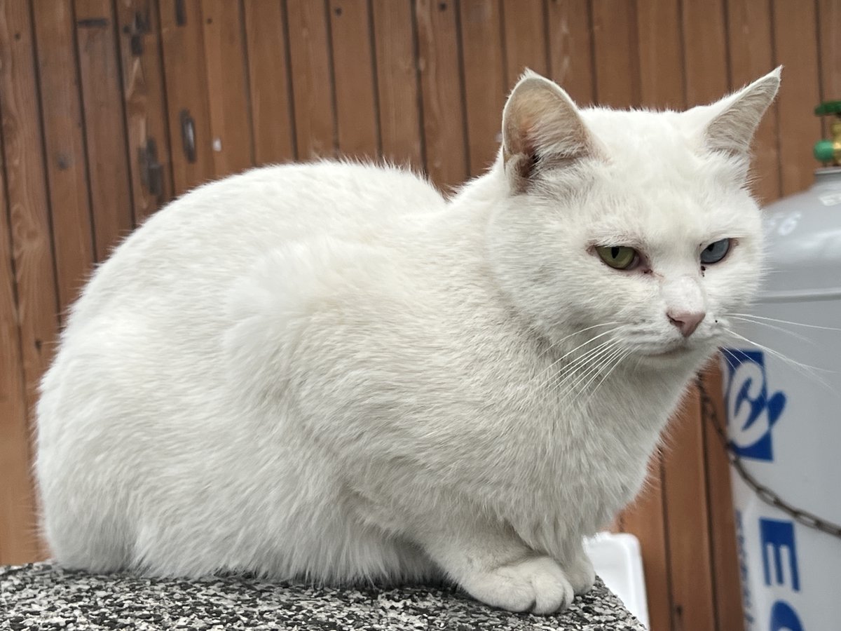 さらにネコさんとの出会いが続く。 #猫 #ネコ #猫好きさんと繋がりたい