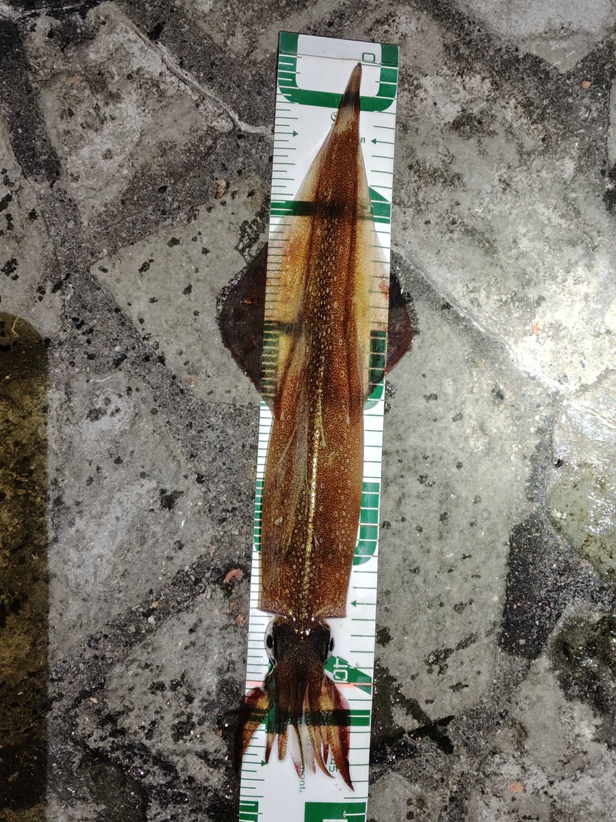 念願の初ヤリイカatイルカ浜

根性のない親爺は2時間で退却

食べるのが楽しみである🤤