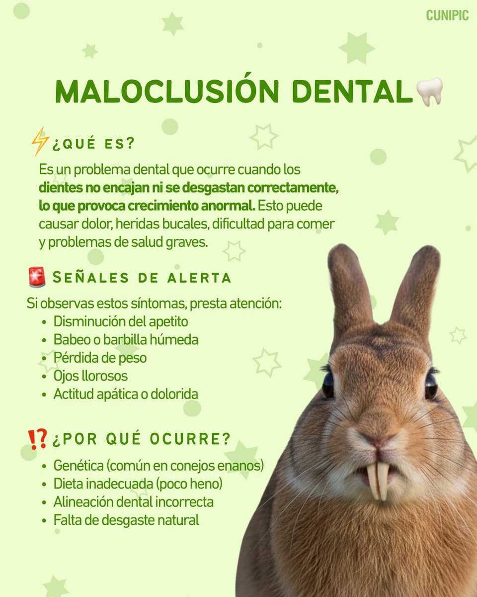 CUNIPIC l Alimentación natural para tu mascota tweet media