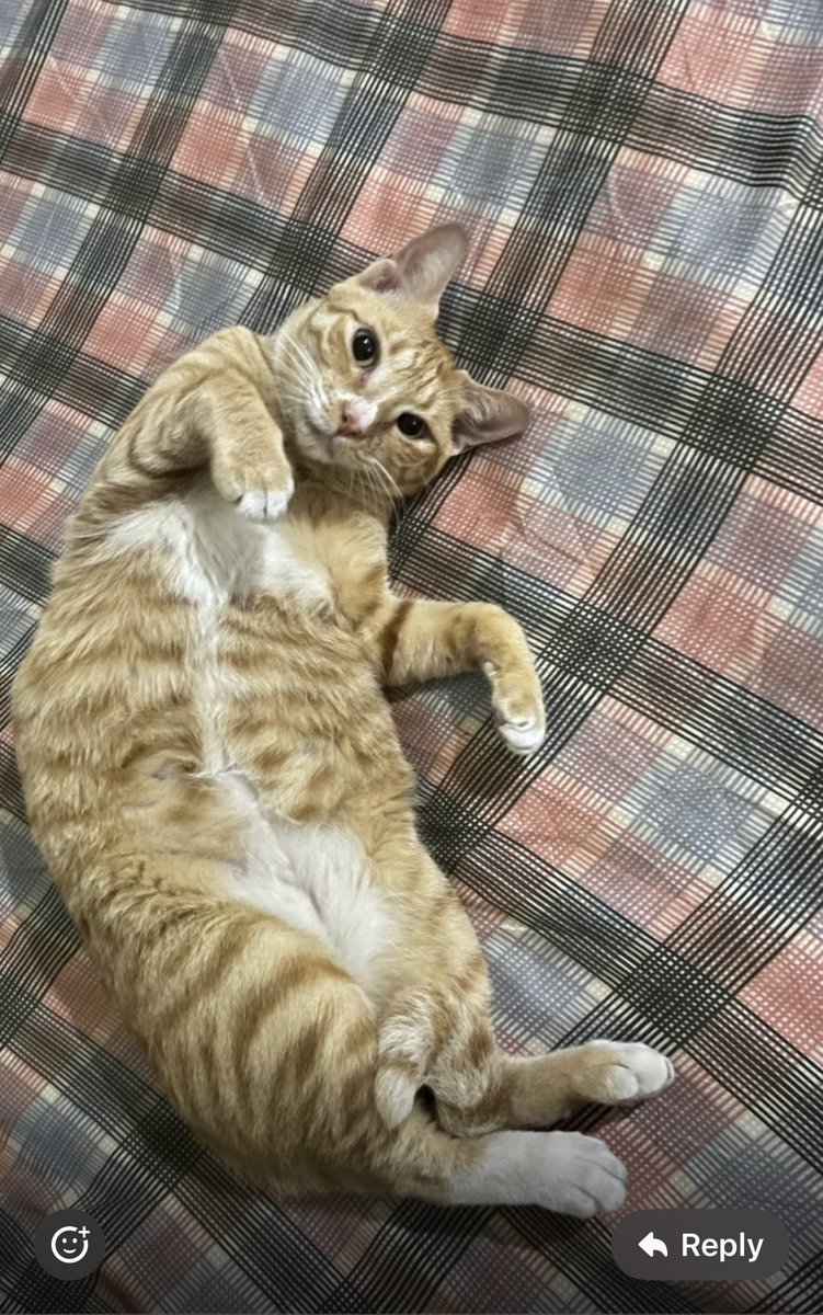 Missing Cat Anang tweet media