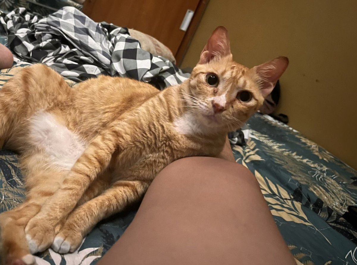 Missing Cat Anang tweet media