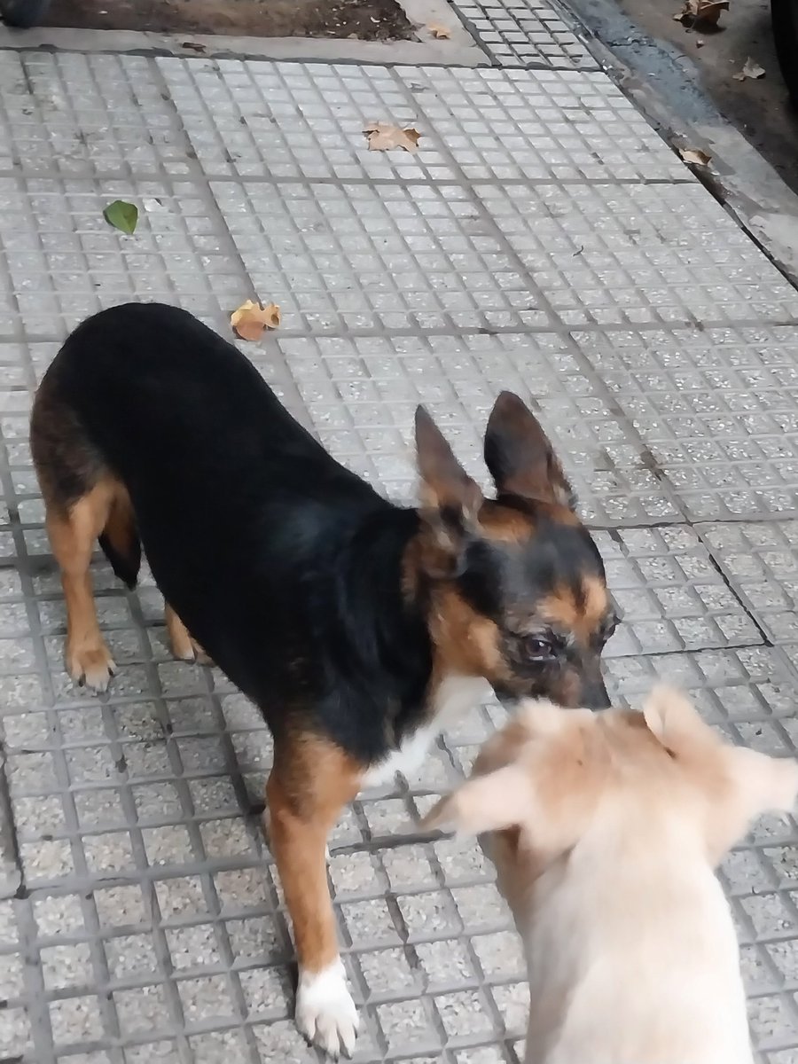 marchisergio's tweet photo. Apareció esta perrita en Armenia y Paraguay. Estamos buscando a los dueños y tratando que no la pise un auto. https://t.co/d9twZbbt4A