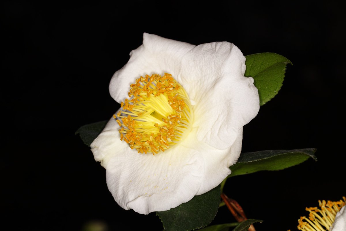 梅芯大輪肥後椿」 いのくち椿館 つばき展(富山)にて #花 #椿