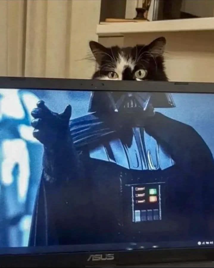 NoCatsNoLife_m's tweet image. I am your cat